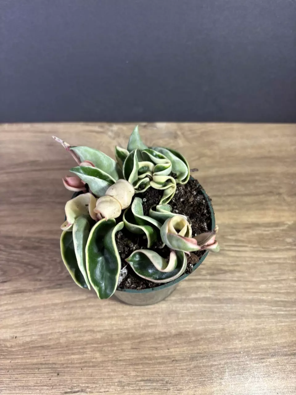 plant/Hoya Compacta Rope Variegated 4” 2211-2