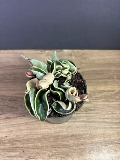 plant/Hoya Compacta Rope Variegated 4” 2211-2-thumbnail