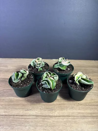 plant/Hoya Compacta Rope Variegated 3” - grower’s choice-2-thumbnail