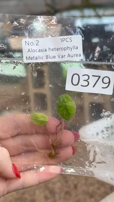 plant/PL0369: Blue Metallic Aurea Heterophylla-0-thumbnail