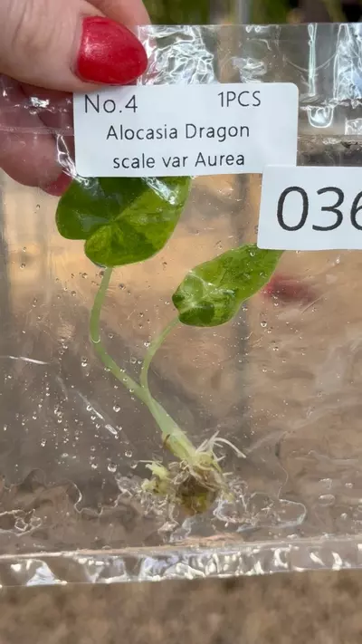 plant/PL0368: Dragon Scale Aurea-0-thumbnail