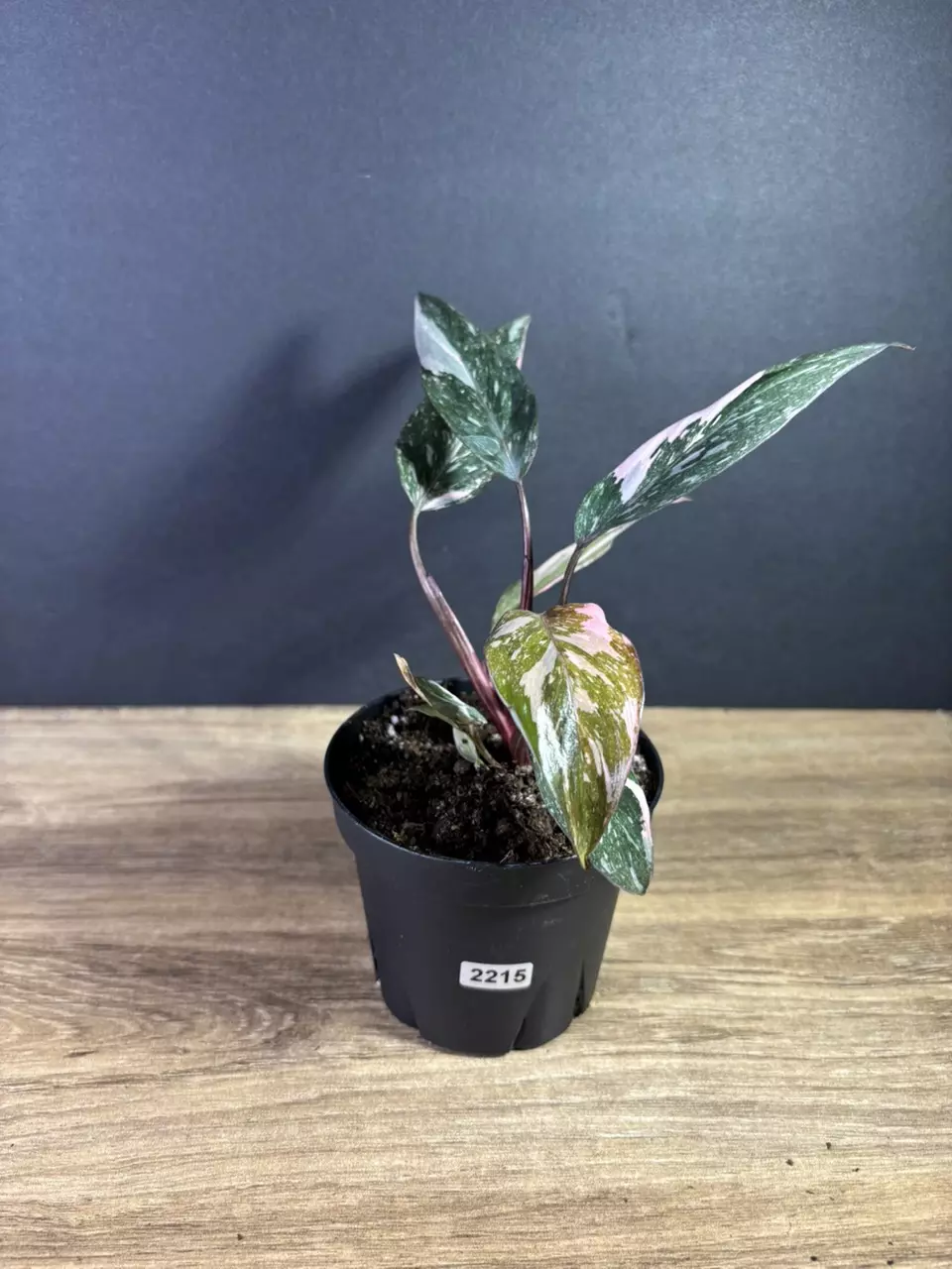 plant/Philodendron Pink Princess Marble 4” 2215-0