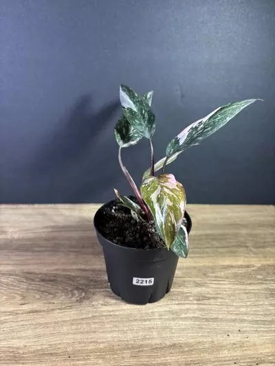 plant/Philodendron Pink Princess Marble 4” 2215-0-thumbnail