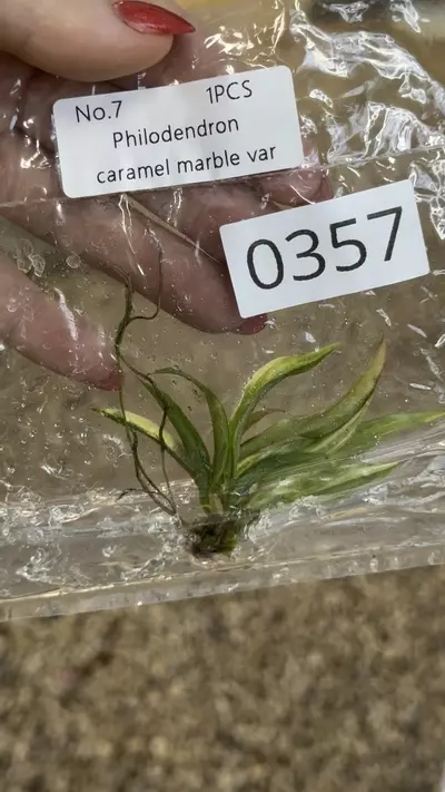 plant/PL0357: Variegated Caramel Marble-0-thumbnail