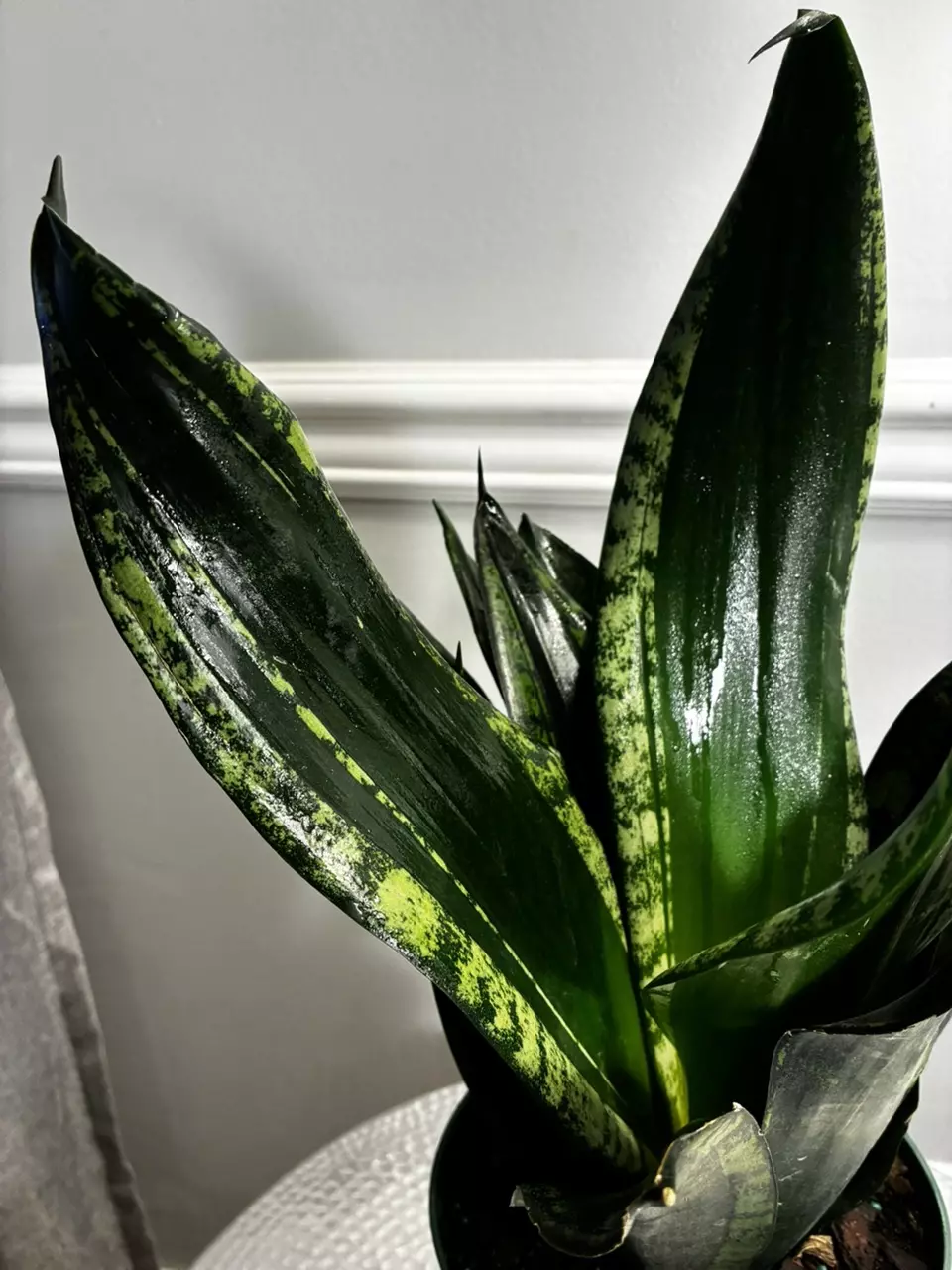 plant/Snake Plant Whitney-5