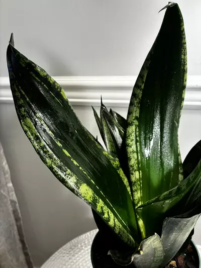 plant/Snake Plant Whitney-5-thumbnail