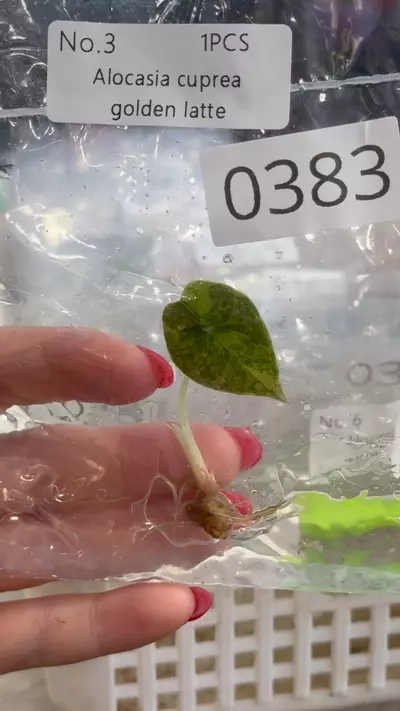 plant/PL0383: Cuprea Golden Latte-0-thumbnail