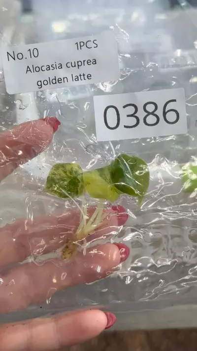 plant/PL0383: Cuprea Golden Latte-0-thumbnail