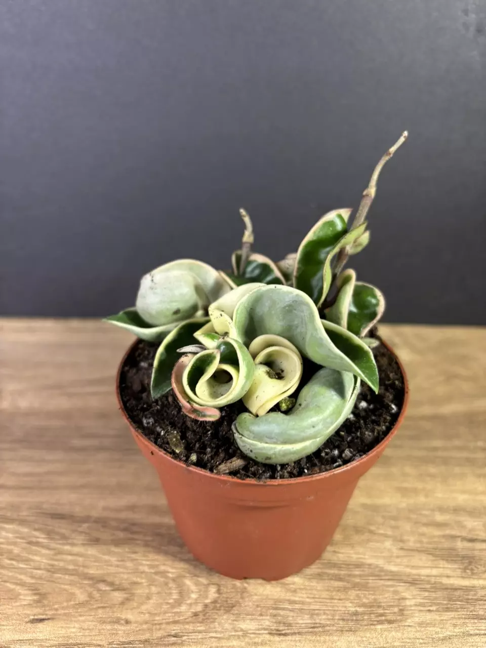 plant/Hoya Compacta Rope Variegated 4” 2209-1