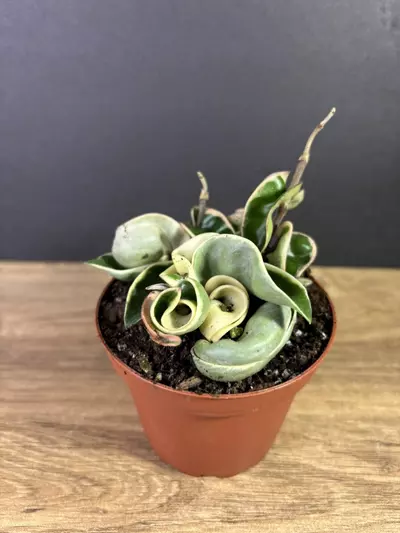 plant/Hoya Compacta Rope Variegated 4” 2209-1-thumbnail