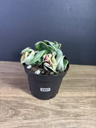 plant/Hoya Compacta Rope Variegated 4” 2207-0-thumbnail