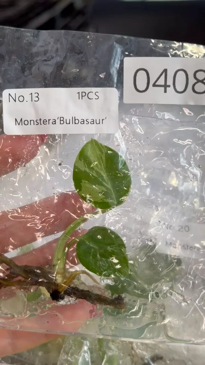 plant/PL0408: Monstera Bulbasaur-0