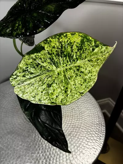 plant/Dragon Mint-1-thumbnail