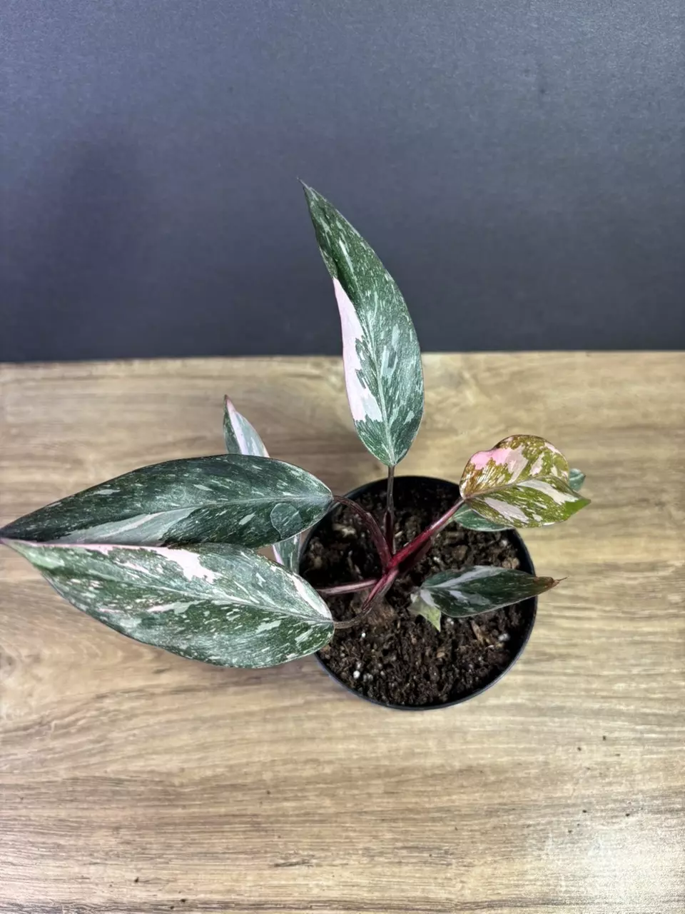 plant/Philodendron Pink Princess Marble 4” 2215-1
