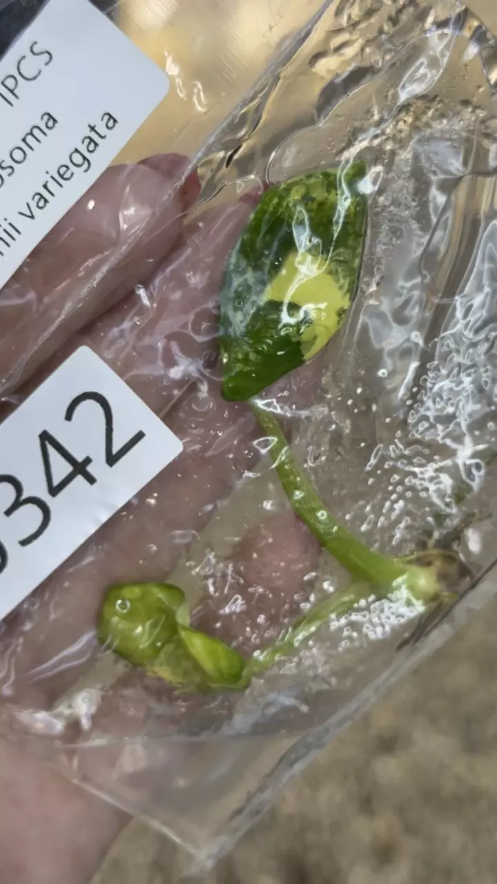 plant/PL0342: Lindenii Variegated-0