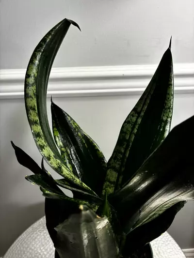 plant/Snake Plant Whitney-4-thumbnail