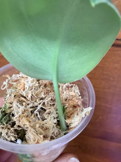 plant/Scindapsus Yupa-2-thumbnail