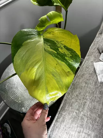 plant/Monstera Aurea-2-thumbnail