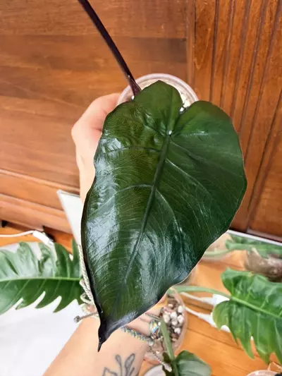 plant/Alocasia ‘dark star’-4-thumbnail