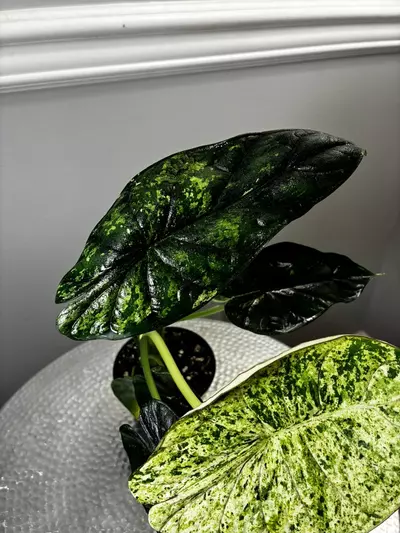 plant/Dragon Mint-2-thumbnail