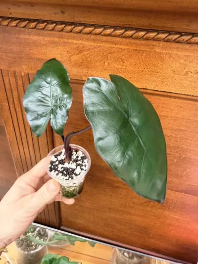 plant/Alocasia ‘dark star’-5-thumbnail