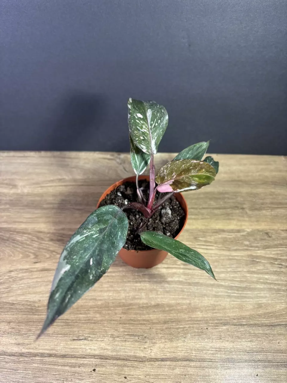 plant/Philodendron Pink Princess Marble 4” 2220-2