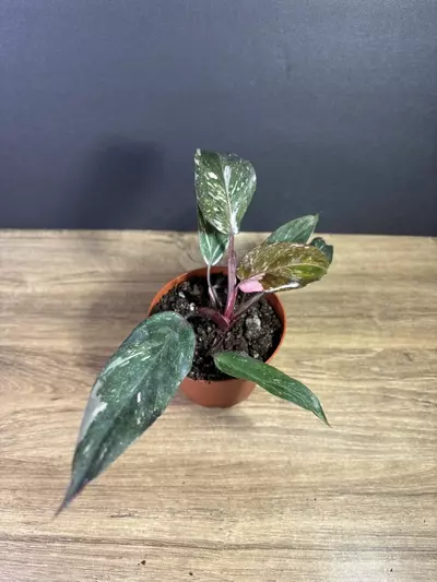 plant/Philodendron Pink Princess Marble 4” 2220-2-thumbnail