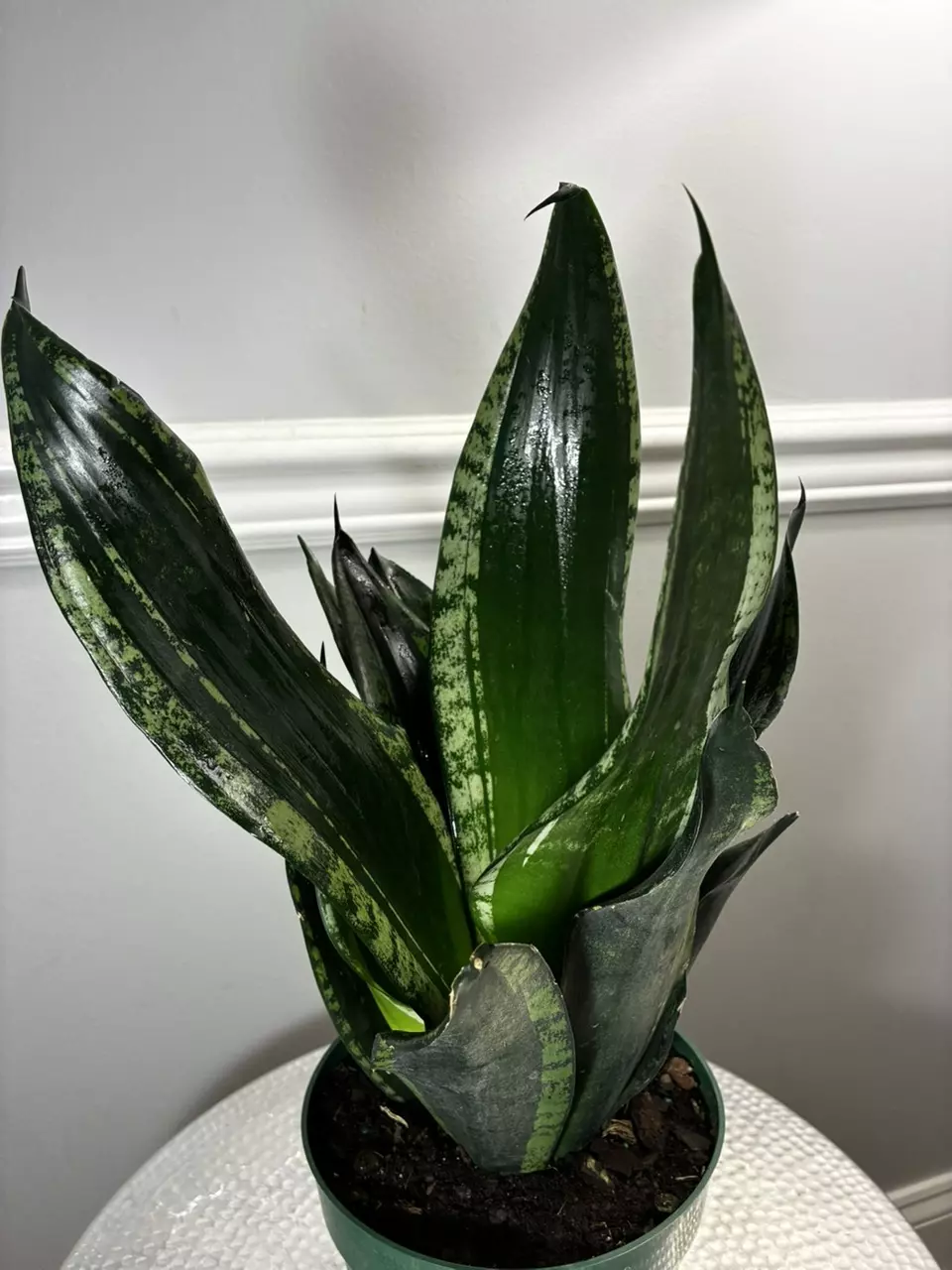 plant/Snake Plant Whitney-0