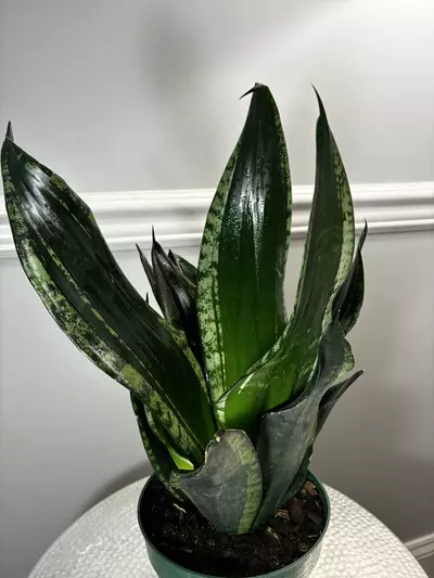 plant/Snake Plant Whitney-0-thumbnail