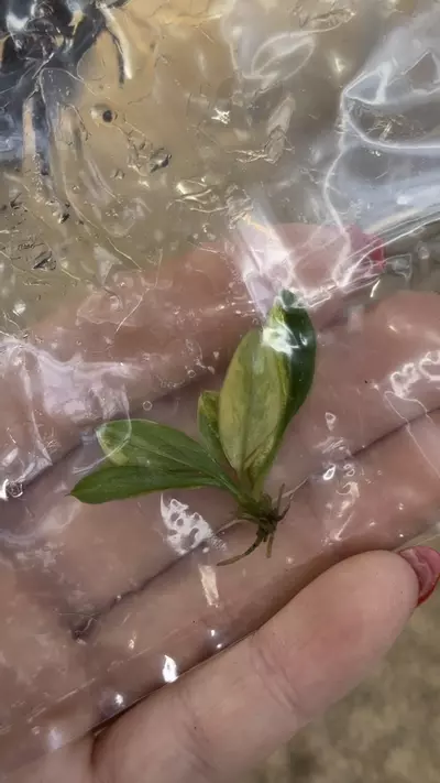 plant/PL0351: Variegated Birkin-0-thumbnail