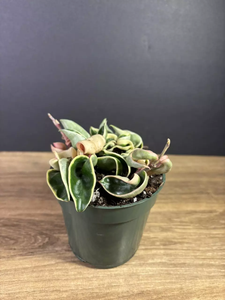 plant/Hoya Compacta Rope Variegated 4” 2211-1