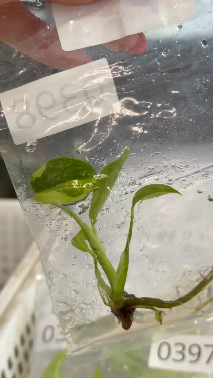 plant/PL0398: Monstera Electrolyte-0