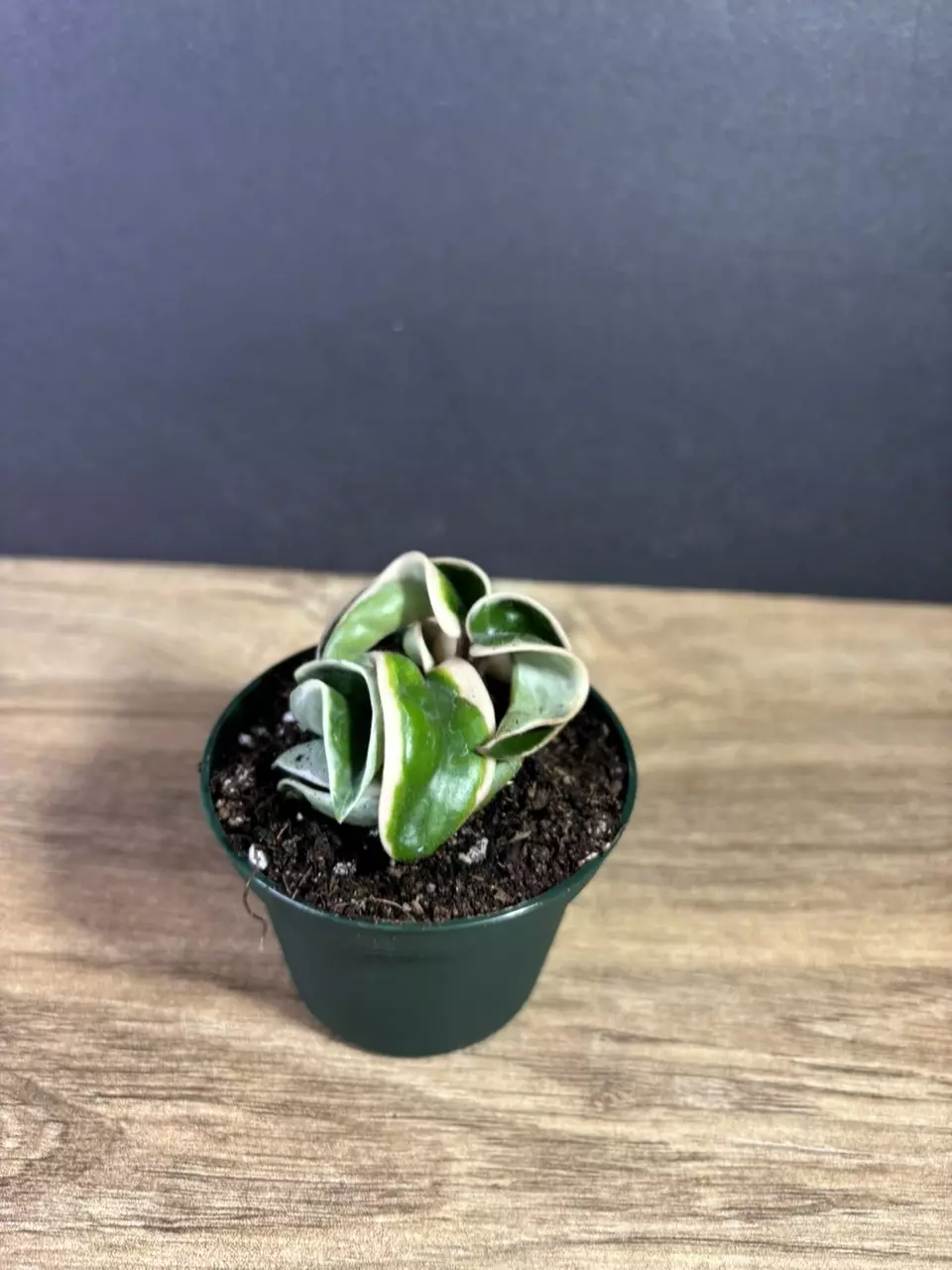 plant/Hoya Compacta Rope Variegated 3” - grower’s choice-1