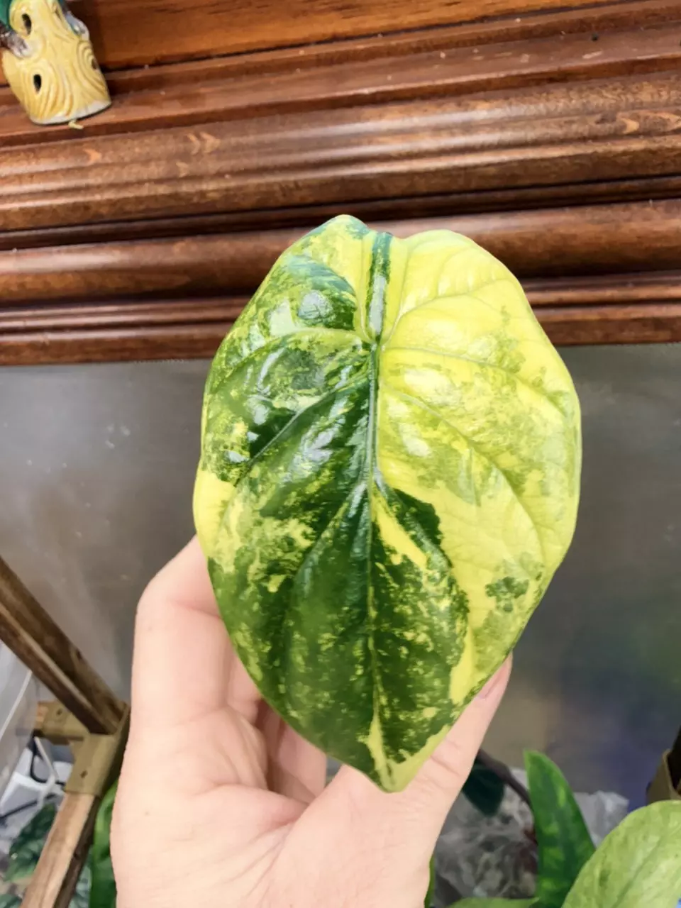 plant/Alocasia Sinuata Aurea-1