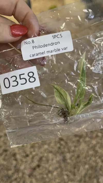 plant/PL0358: Variegated Caramel Mable-0-thumbnail