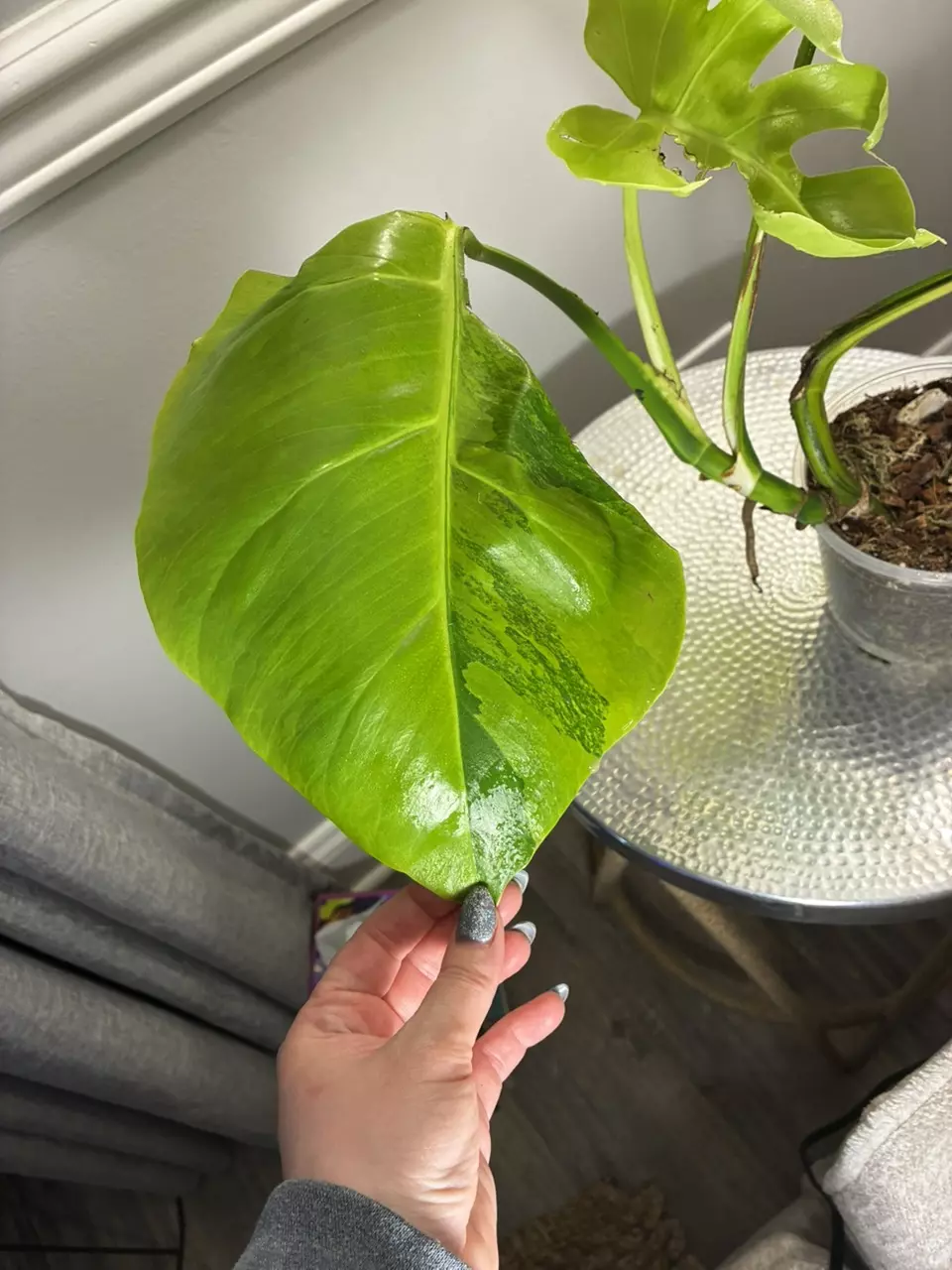 plant/Monstera Aurea-4