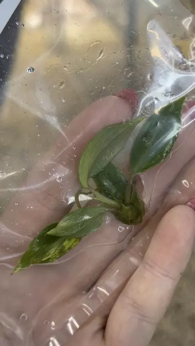 plant/PL0349: Variegated Joepii-0-thumbnail