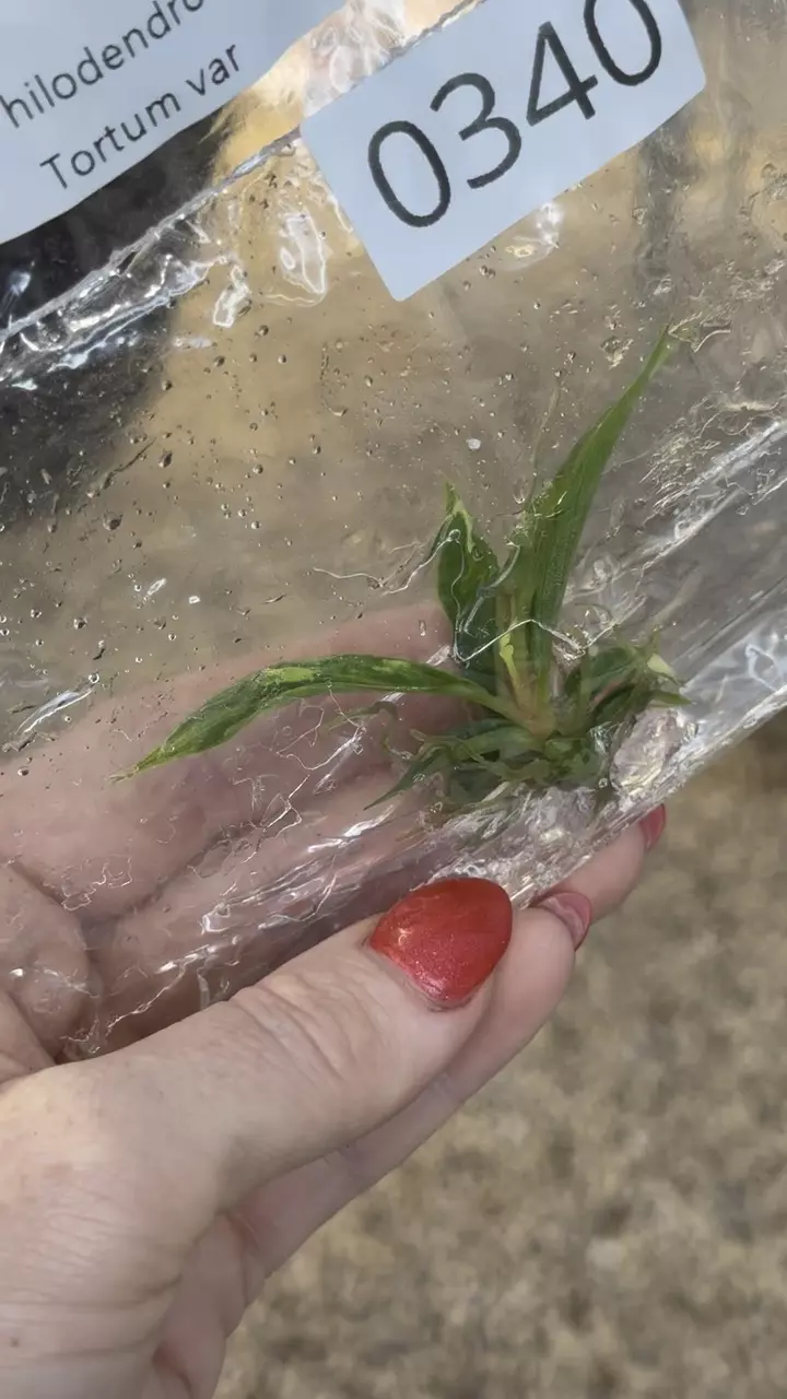 plant/PL0340: Variegated Tortum-0