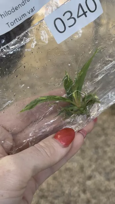 plant/PL0340: Variegated Tortum-0-thumbnail