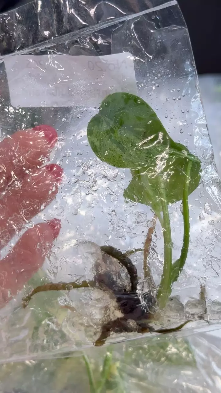 plant/PL0406: Monstera Bulbasaur-0