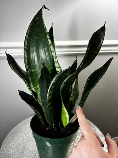 plant/Snake Plant Whitney-2-thumbnail