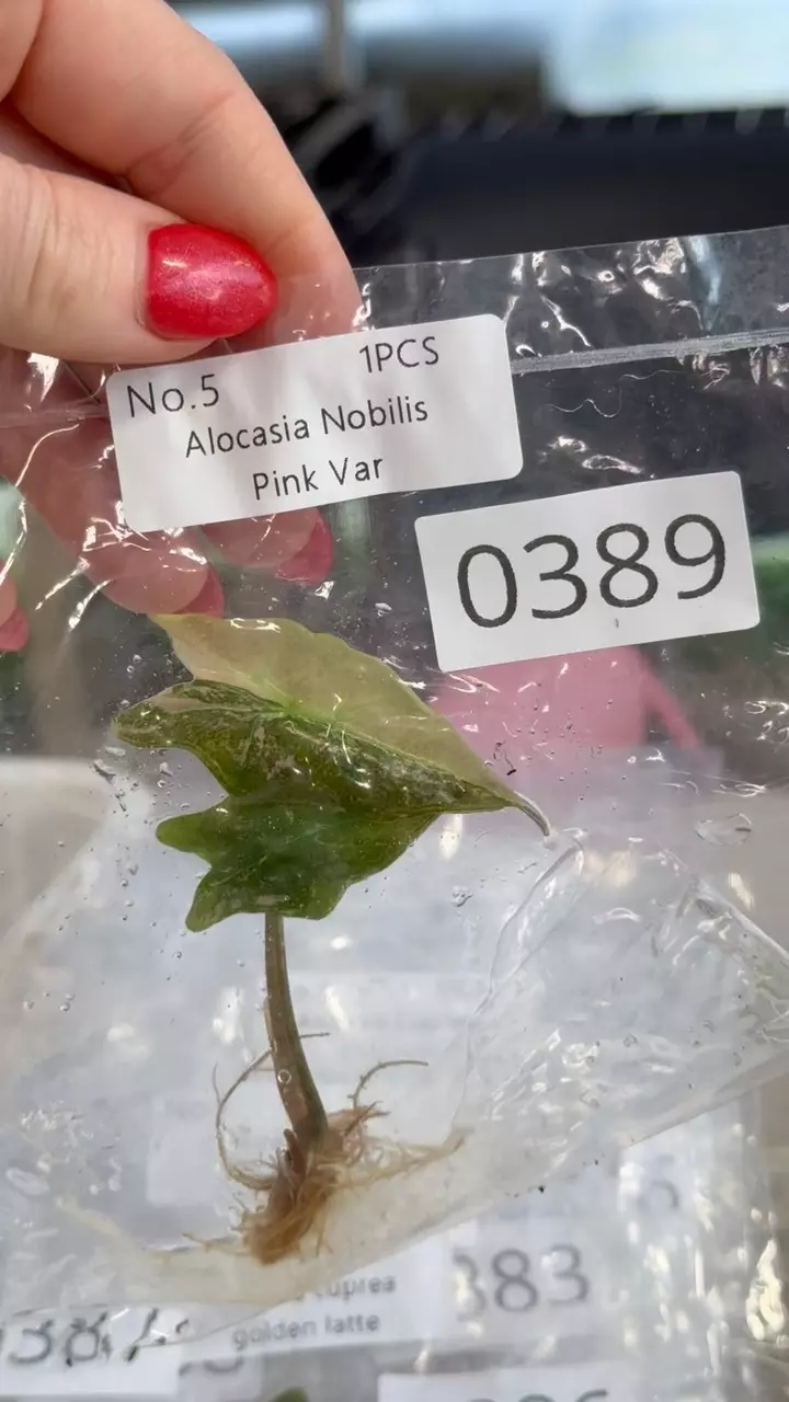 plant/PL0389: Nobillis Pink-0