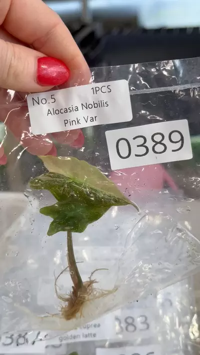 plant/PL0389: Nobillis Pink-0-thumbnail