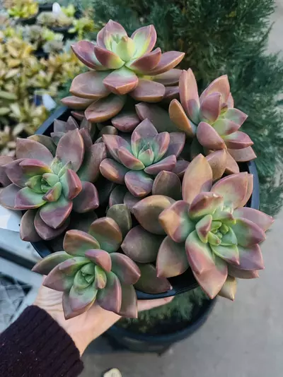 plant/Graptoveria California Sunset gallon, 6 plants-0-thumbnail