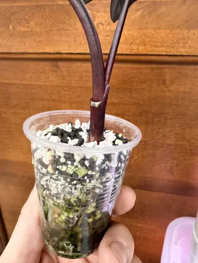 plant/Alocasia ‘dark star’-3-thumbnail