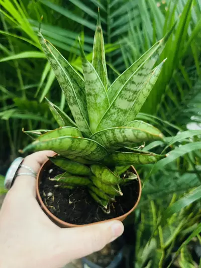 plant/Tower Snake Plant, Sansevieria Francisii-0-thumbnail