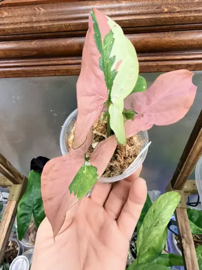 plant/Syngonium Red Spot Tricolor💕-3-thumbnail