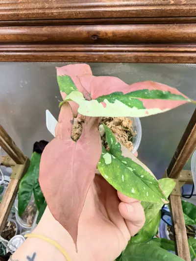 plant/Syngonium Red Spot Tricolor💕-2-thumbnail