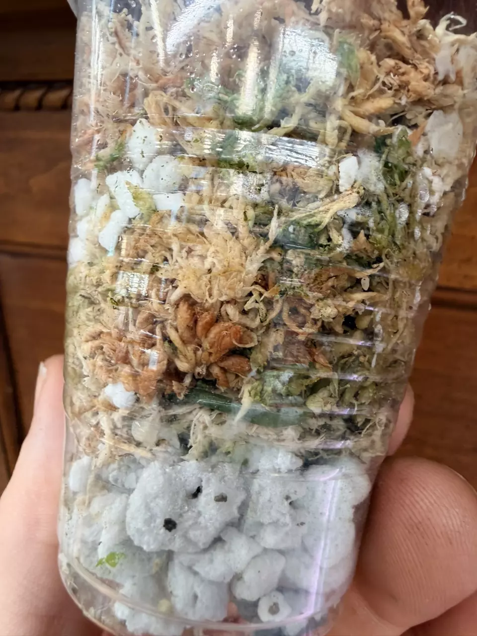 plant/Scindapsus Yupa-4