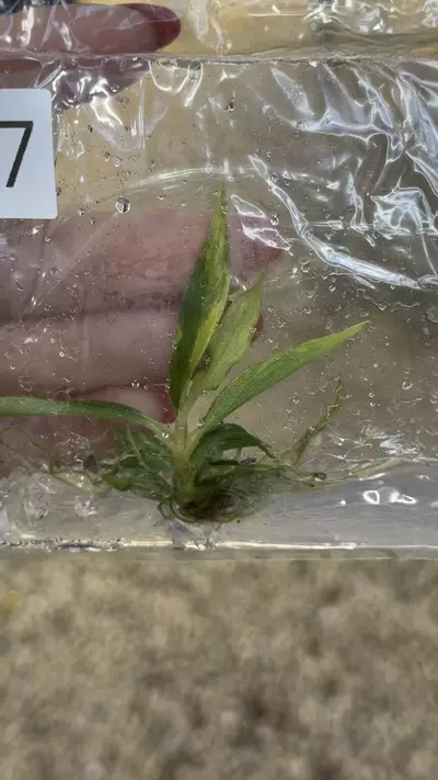 plant/PL0347: Variegated Tortum-0-thumbnail